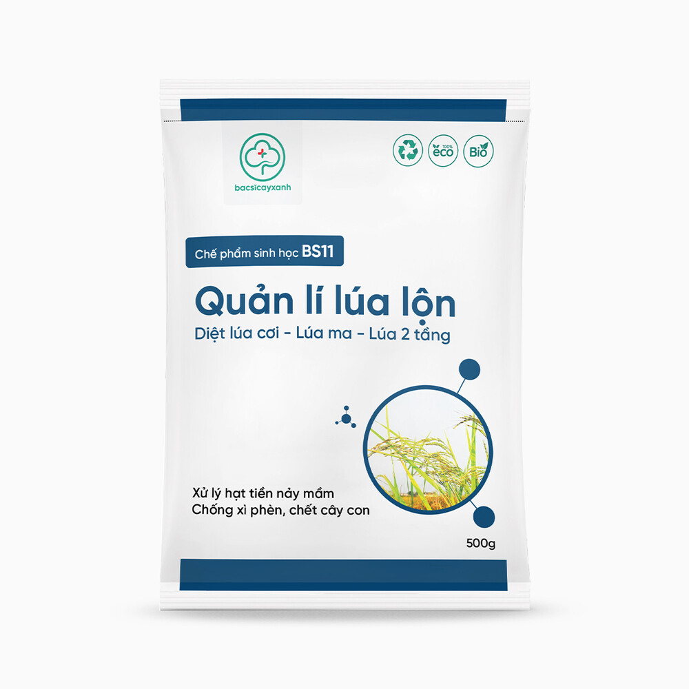 Lua Kin Li BS11 - Quản lý lúa lộn: Xử lý lúa ma, lúa lộn, lúa cơi, lúa hai tầng ...
