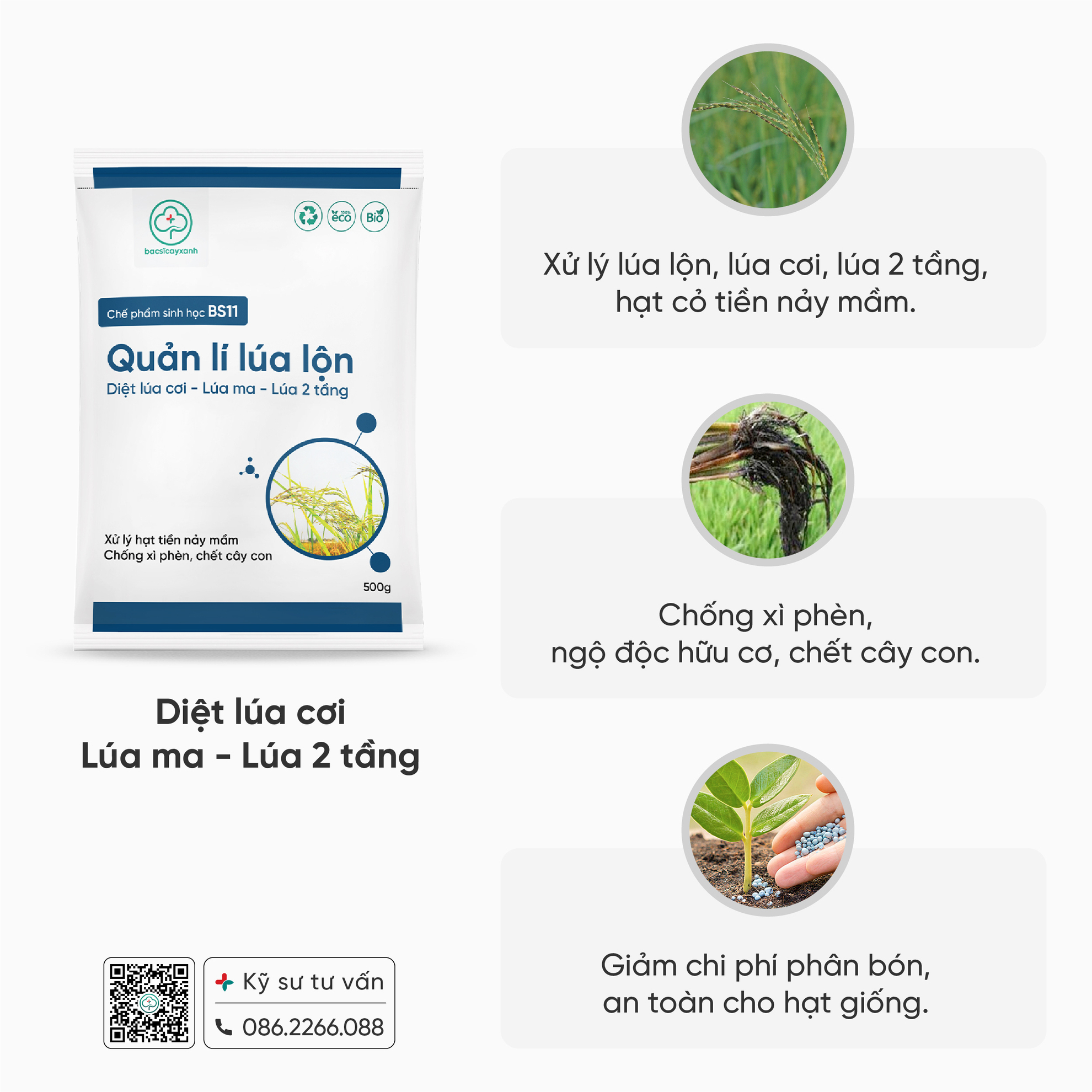 Lua Kin Li BS11 - Quản lý lúa lộn: Xử lý lúa ma, lúa lộn, lúa cơi, lúa hai tầng ...