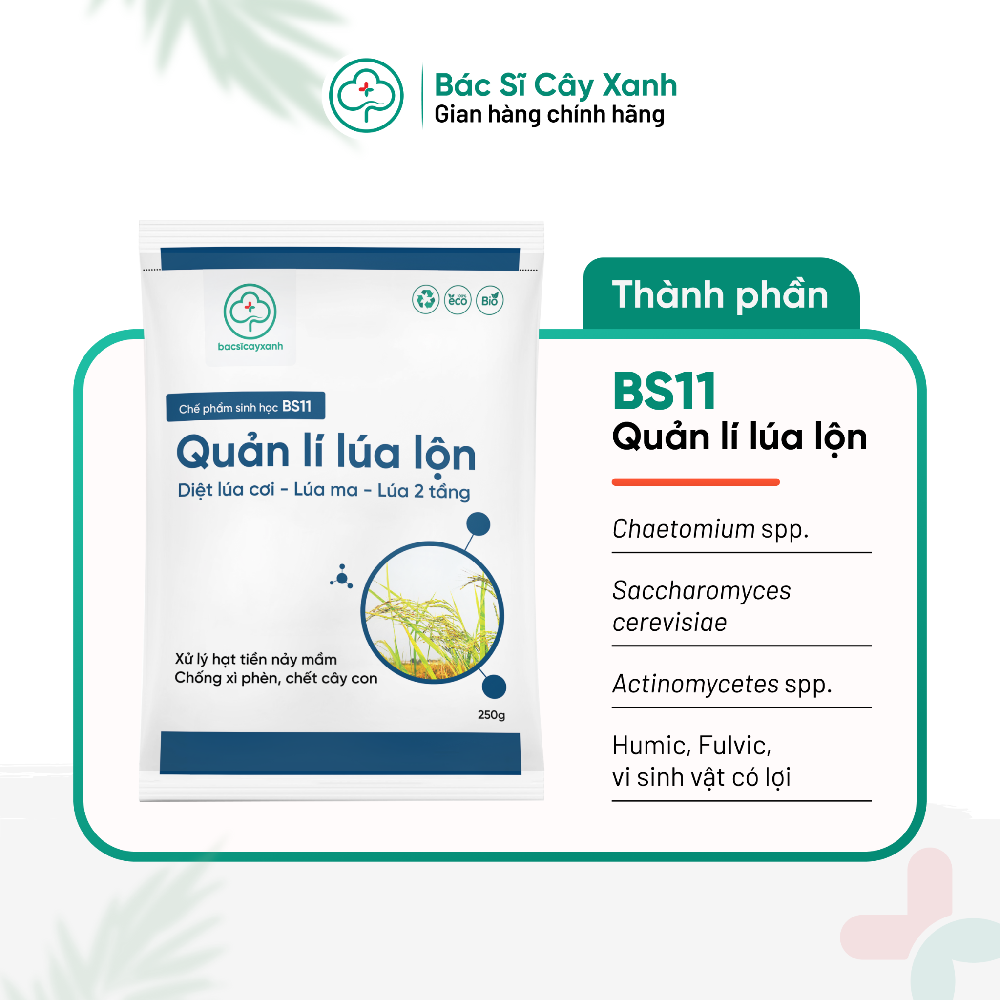 Lua Loo BS11 - Quản lý lúa lộn: Xử lý lúa ma, lúa lộn, lúa cơi, lúa hai tầng ...