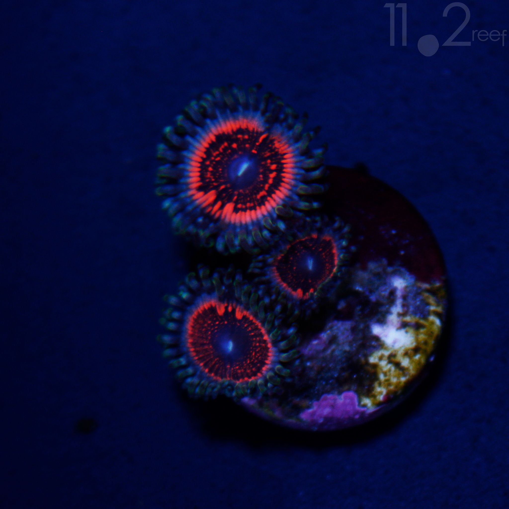 Armor of God 11o2reef