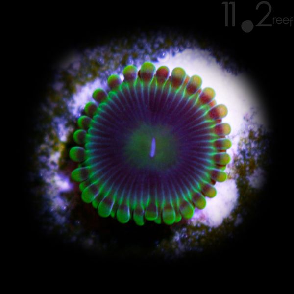 Blue Rhino Zoanthid 11o2reef