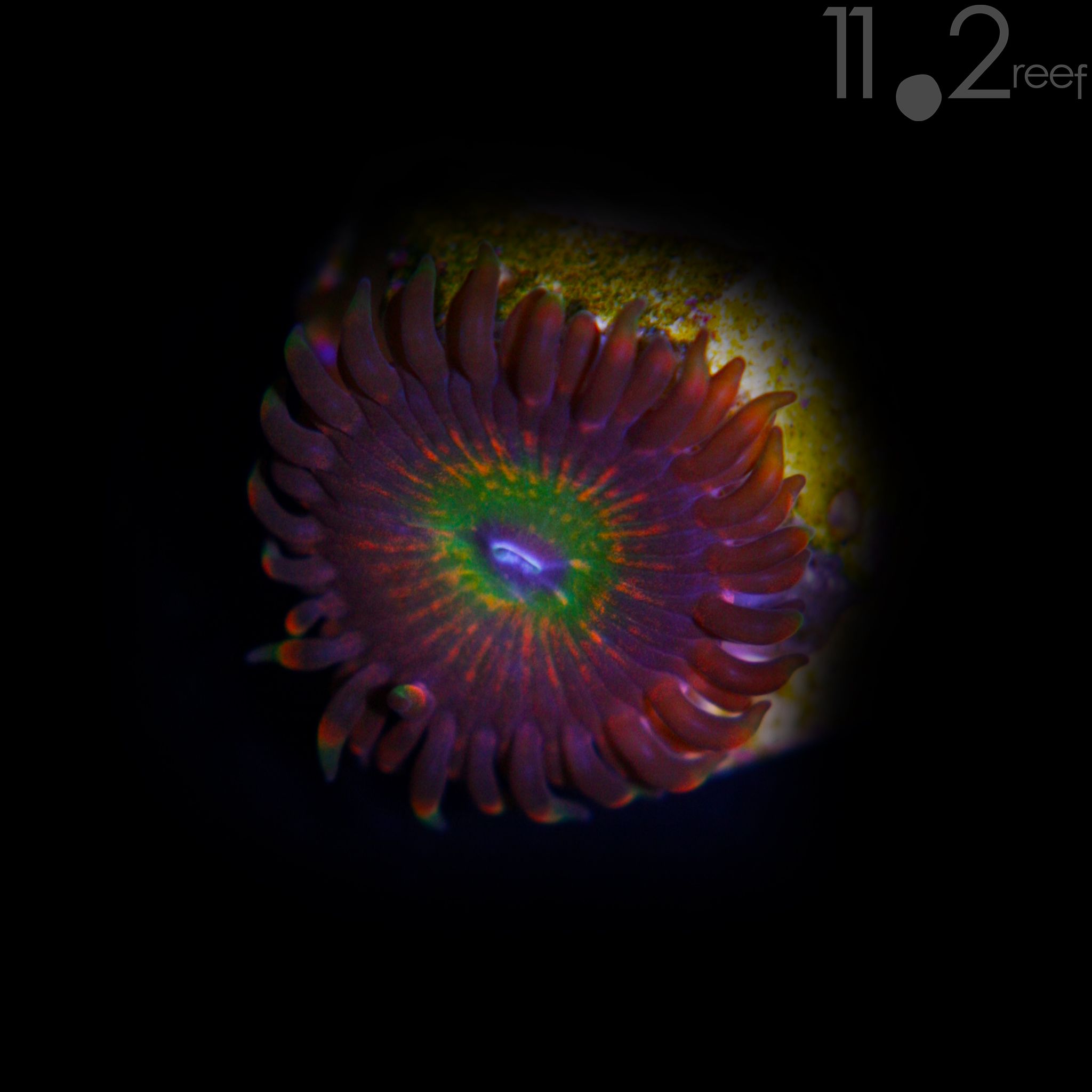 Bowser Zoanthid 11o2reef