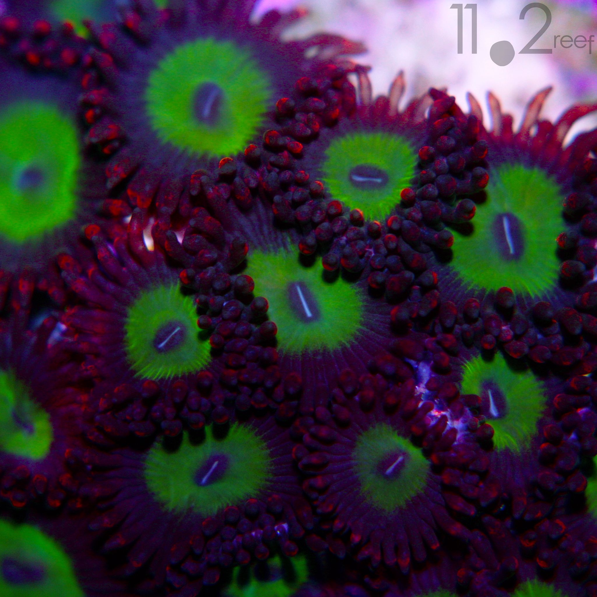 Candy Apple Red Zoanthid 11o2reef