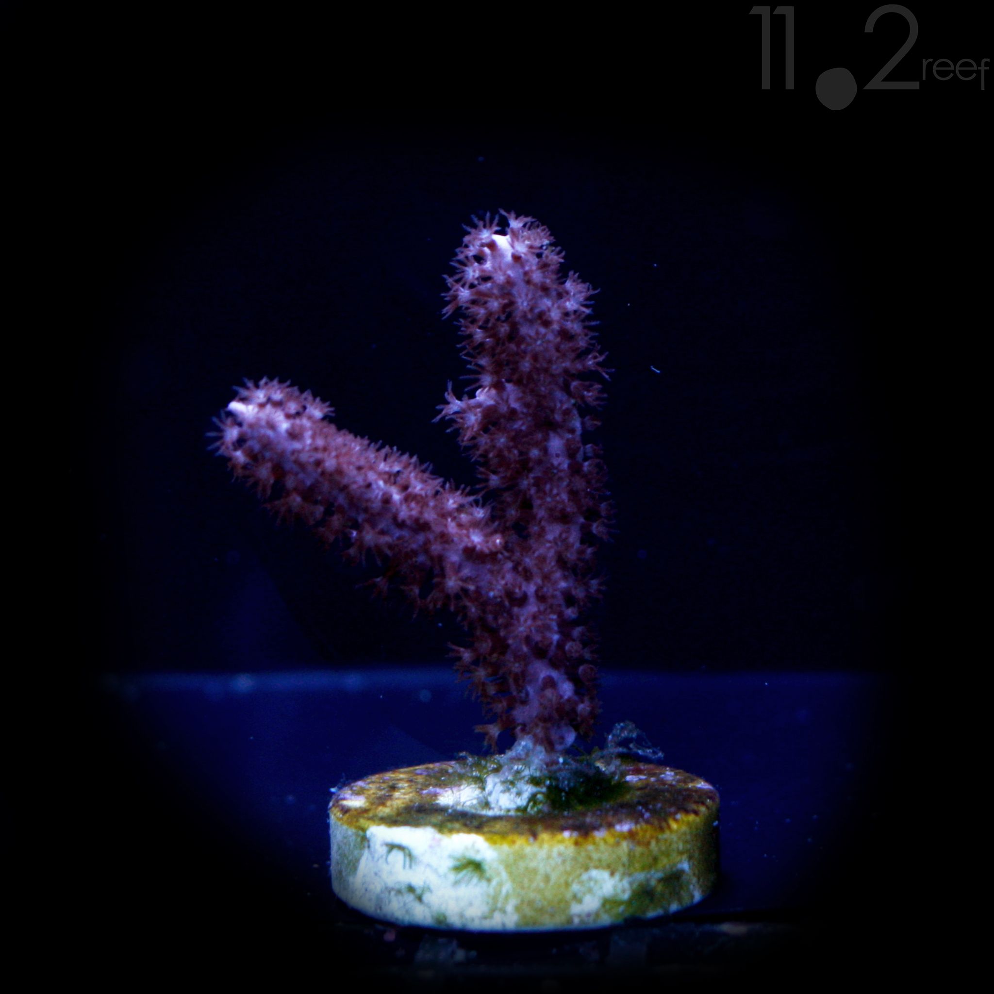 Purple Finger Candelabra 11o2reef