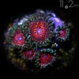  (1 bông) Ultimate Space Monster Zoanthid 