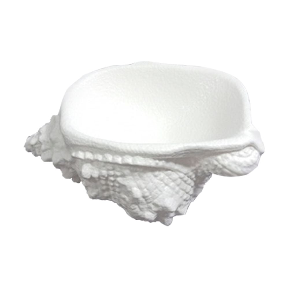  Blanche Neige - Chicoreus 16 x 9.5cm - Chén ốc gai vàng 16 x 9.5cm tuyết trắng 