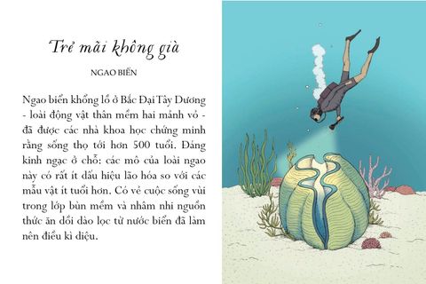  Sống Một Đời Tựa Biển Khơi - Những Bài Học Trí Tuệ Nhẹ Nhàng Sâu Lắng Của Đại Dương - Annie Davidson, Richard Harrington 