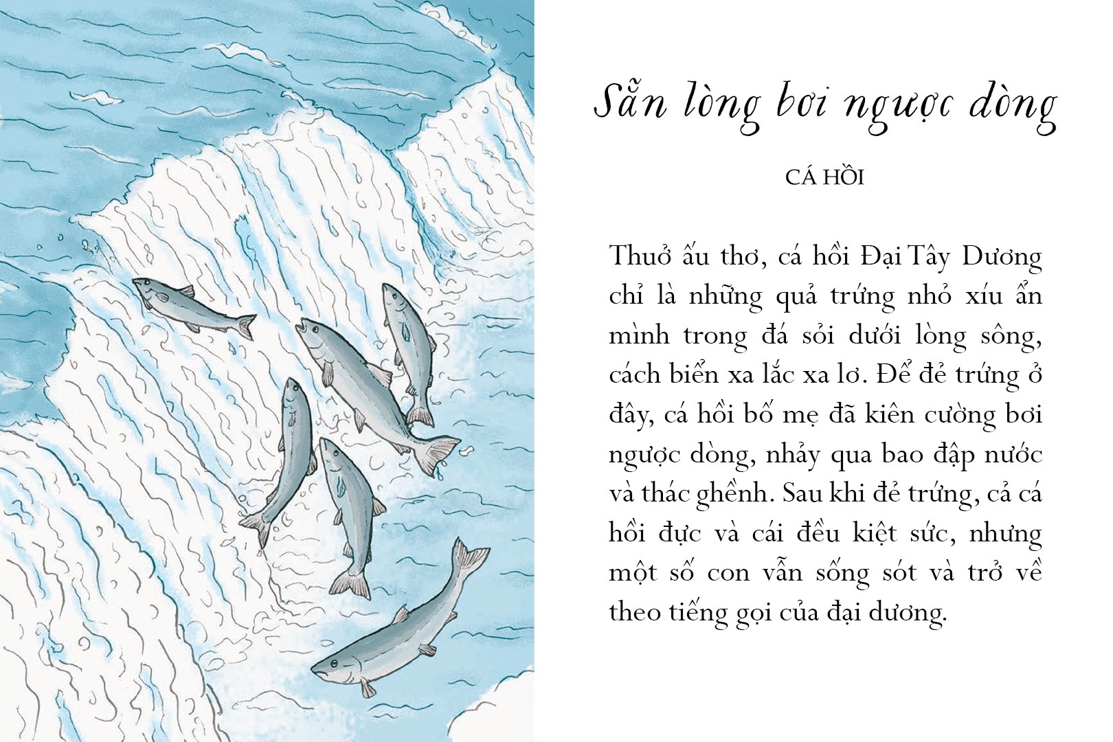 Sống Một Đời Tựa Biển Khơi - Những Bài Học Trí Tuệ Nhẹ Nhàng Sâu Lắng Của Đại Dương - Annie Davidson, Richard Harrington