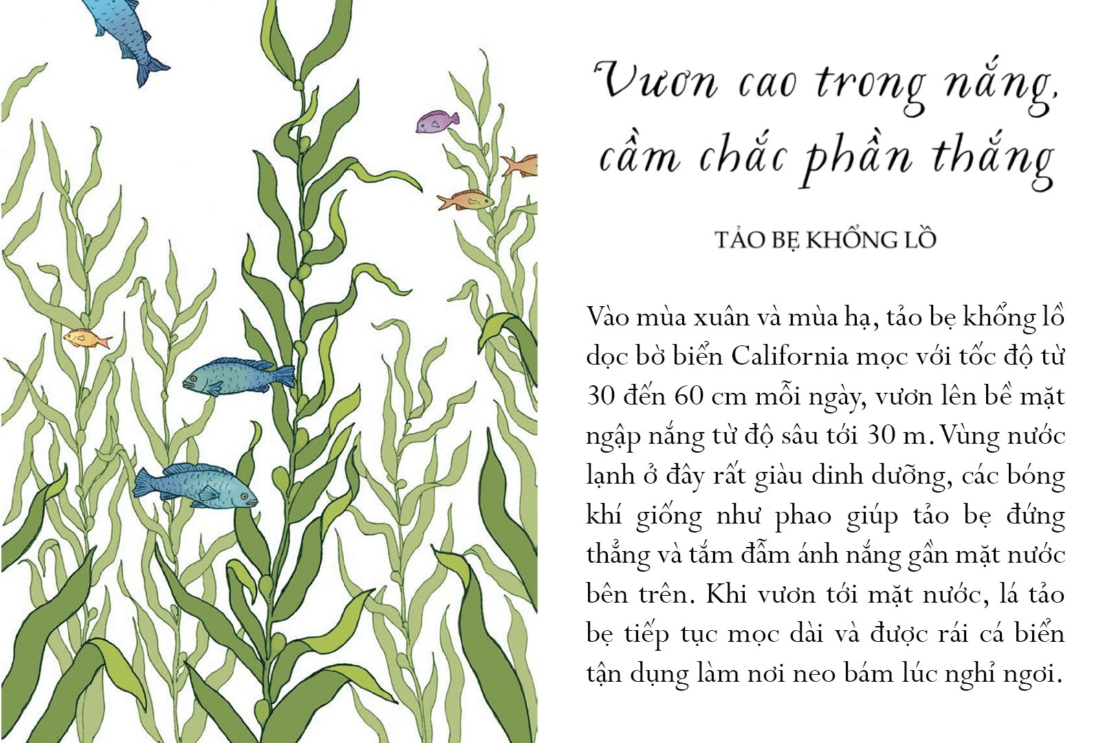 Sống Một Đời Tựa Biển Khơi - Những Bài Học Trí Tuệ Nhẹ Nhàng Sâu Lắng Của Đại Dương - Annie Davidson, Richard Harrington