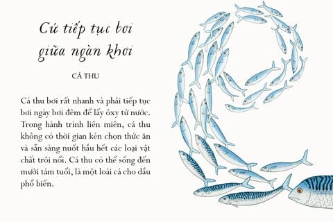  Sống Một Đời Tựa Biển Khơi - Những Bài Học Trí Tuệ Nhẹ Nhàng Sâu Lắng Của Đại Dương - Annie Davidson, Richard Harrington 
