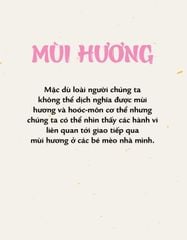 Mèo Méo Meo - Bí Mật Giao Tiếp Từ Cái Vẫy Đuôi Đến Tiếng Grừ Grừ - LiLi Chin