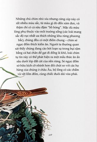  Sải Cánh Như Những Chú Chim - Những Bài Học Nhỏ Để Có Nguồn Năng Lượng Tích Cực Bất Tận - Alison Davies, John James Audubon 