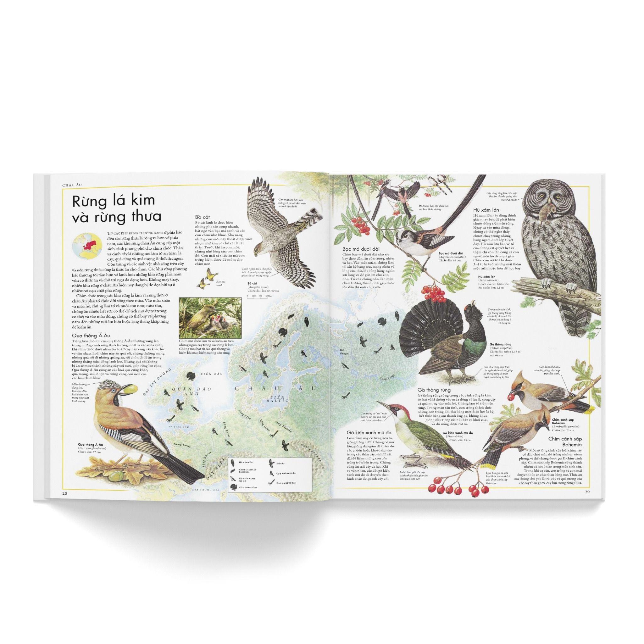 Combo 2 Quyển Atlas Động Vật + Atlas Các Loài Chim - Barbara Taylor, Richard Orr