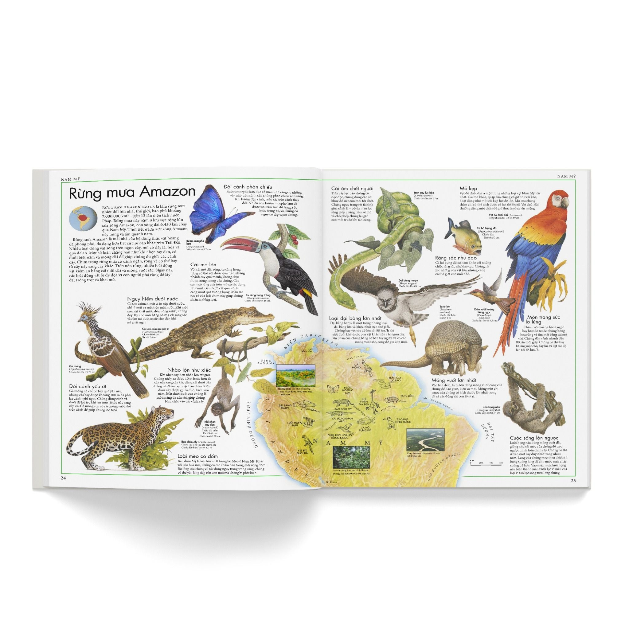 Combo 2 Quyển Atlas Động Vật + Atlas Các Loài Chim - Barbara Taylor, Richard Orr