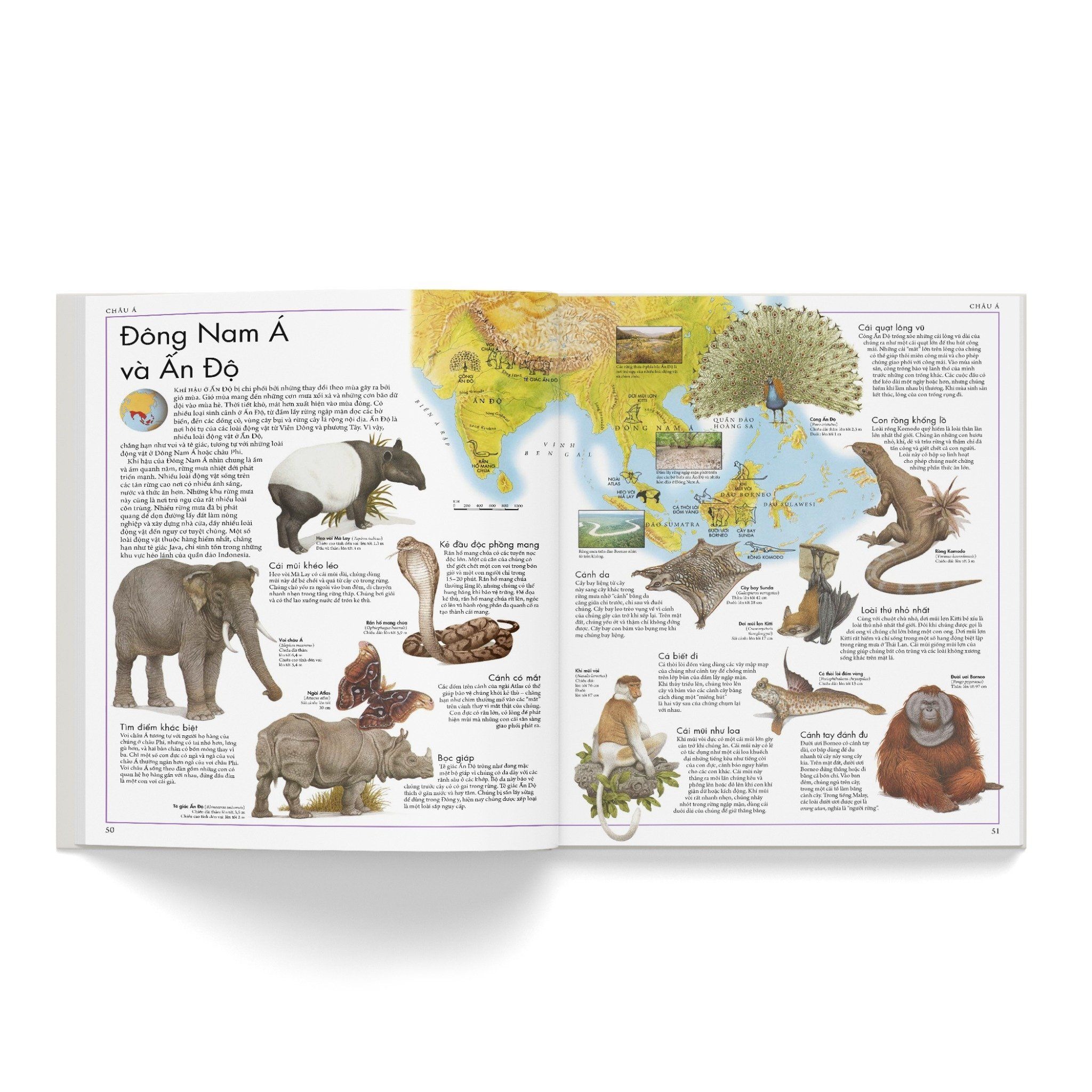 Combo 2 Quyển Atlas Động Vật + Atlas Các Loài Chim - Barbara Taylor, Richard Orr