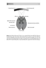 Não Trái - Não Phải: Và Cách Chúng Ảnh Hưởng Đến Hành Vi Hằng Ngày Của Chúng Ta