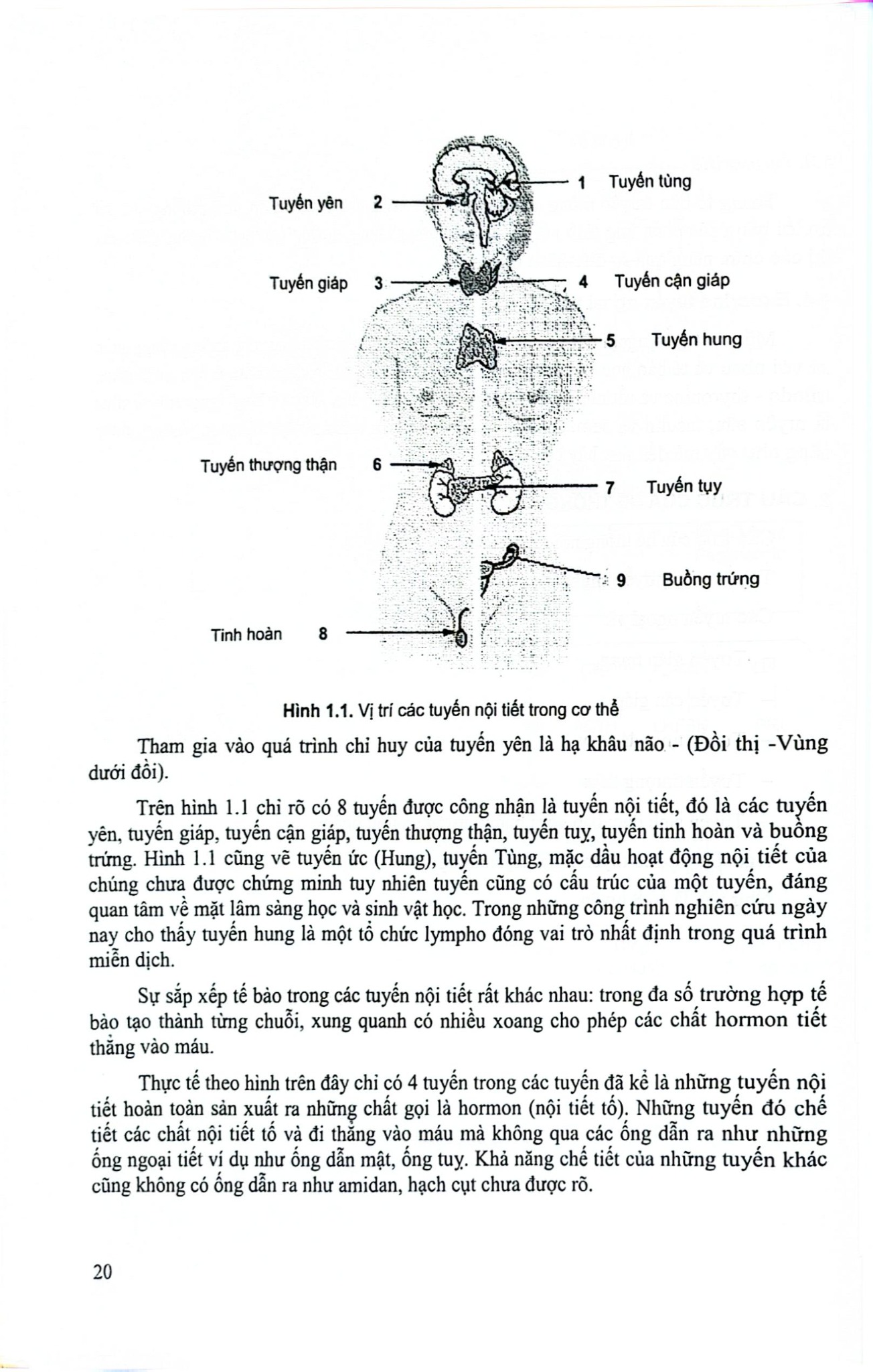 Bệnh Nội Tiết - Chuyển Hóa - Di Truyền Trẻ Em  - Nguyễn Thu Nhạn