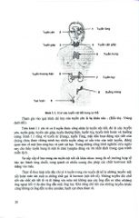 Bệnh Nội Tiết - Chuyển Hóa - Di Truyền Trẻ Em  - Nguyễn Thu Nhạn