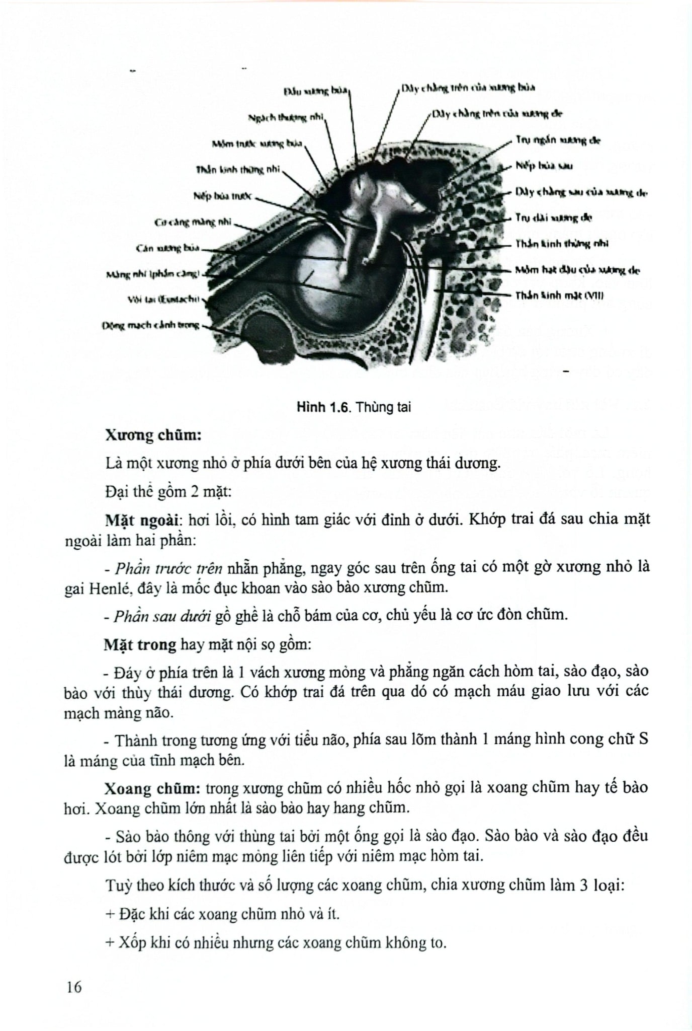 Bệnh Học Tai- Mũi- Họng Đầu Mặt Cổ - GS.TS. Ngô Ngọc Liễn