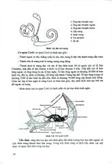 Bệnh Học Tai- Mũi- Họng Đầu Mặt Cổ - GS.TS. Ngô Ngọc Liễn