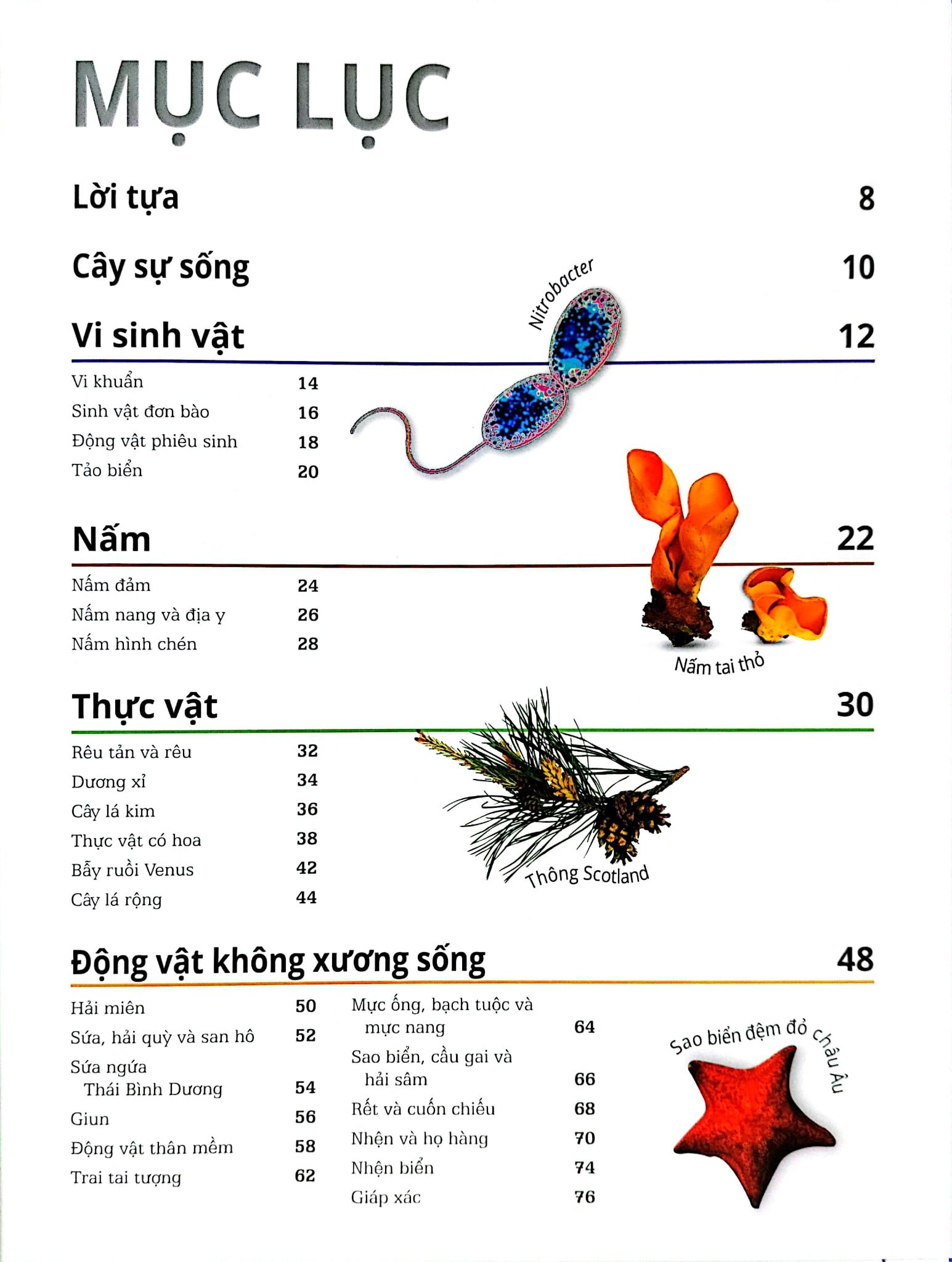 Động Vật - Bách Khoa Thư Hình Ảnh Về Các Loài Vật Trên Trái Đất - DK