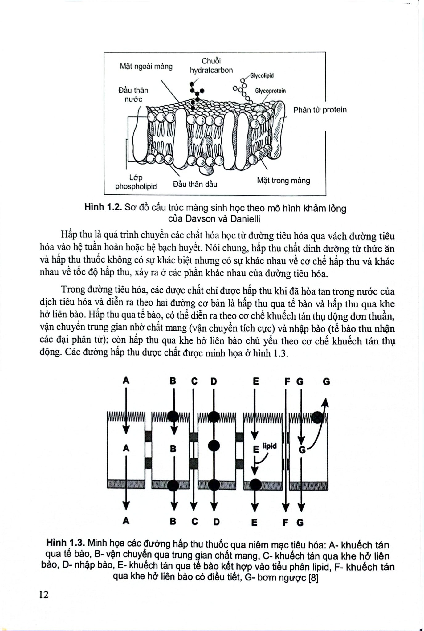 Cải Thiện Hấp Thu Thuốc Dùng Qua Đường Tiêu Hoá (Sách Đào Tạo Sau Đại Hoc) - ĐH Dược Hà Nội
