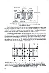 Cải Thiện Hấp Thu Thuốc Dùng Qua Đường Tiêu Hoá (Sách Đào Tạo Sau Đại Hoc) - ĐH Dược Hà Nội