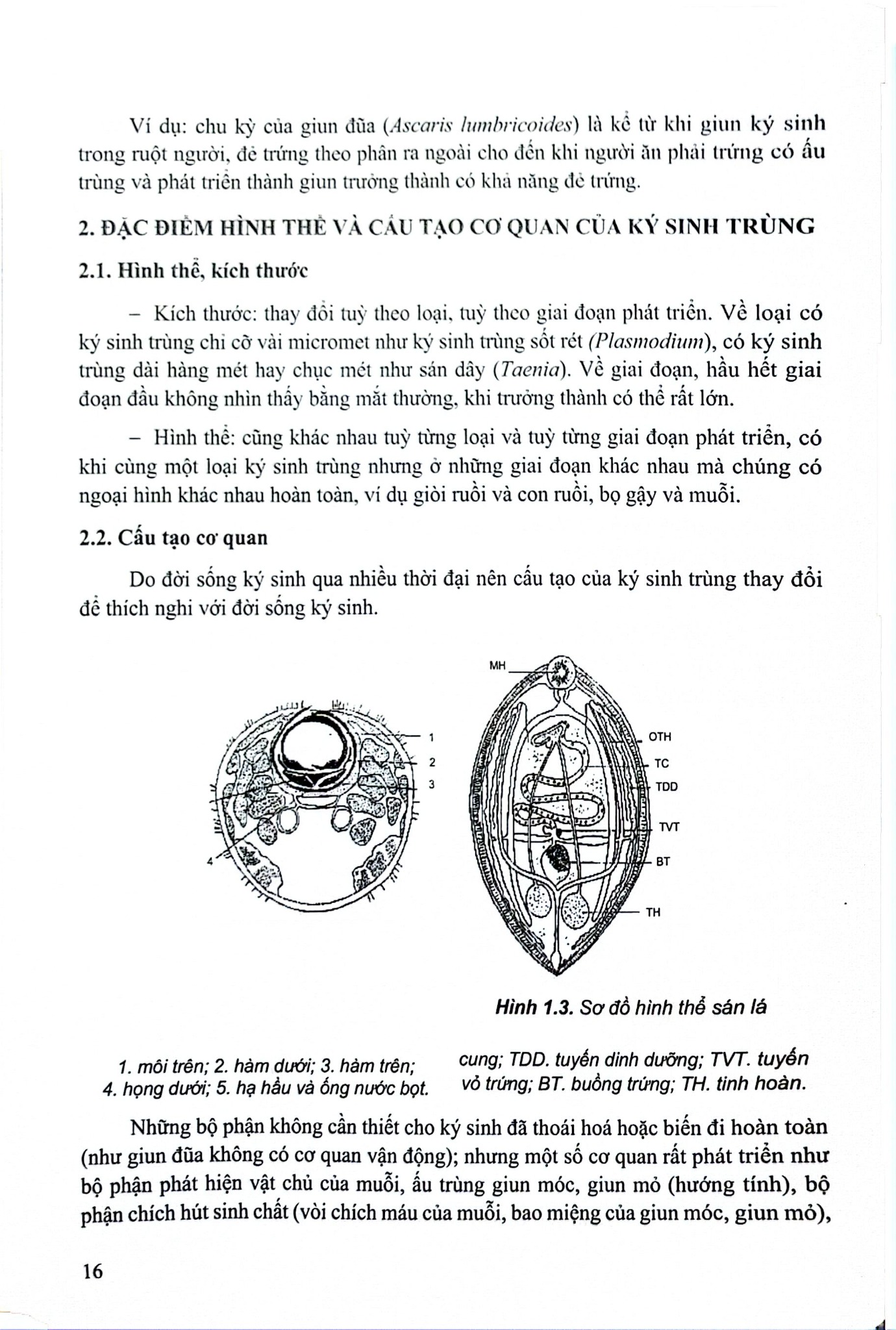 Ký Sinh Trùng Y Học Tập 1 (Giáo Trình Sau Đại Học) - ĐH Dược Hà Nội