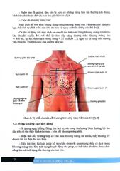 Bệnh Học Ngoại Khoa Tim Mạch - Lồng Ngực (Dùng Cho Đào Tạo Sau Đại Học) - ĐH Y Hà Nội