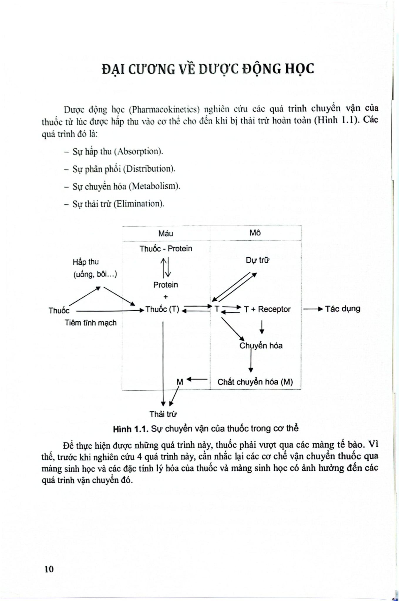 Dược Lý Học Lâm Sàng - ĐH Y Hà Nôi, GS.TS. Đào Văn Phan, TS. Nguyễn Trọng Thông, PGS TS Nguyễn Trần Giáng Hương