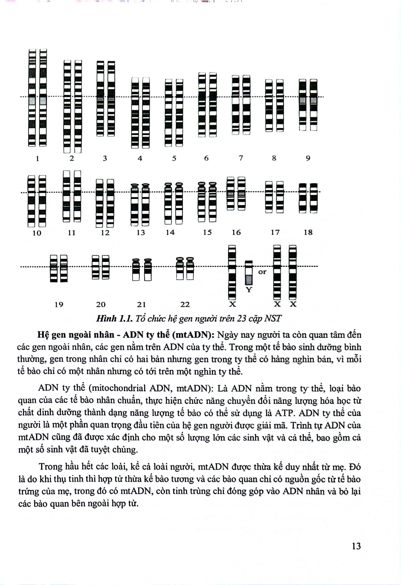 Gen Dược Học Ảnh Hưởng Của Gen Đến Đáp Ứng Thuốc (Sách Đào Tạo Sau Đại Học) - ĐH Dược Hà Nội