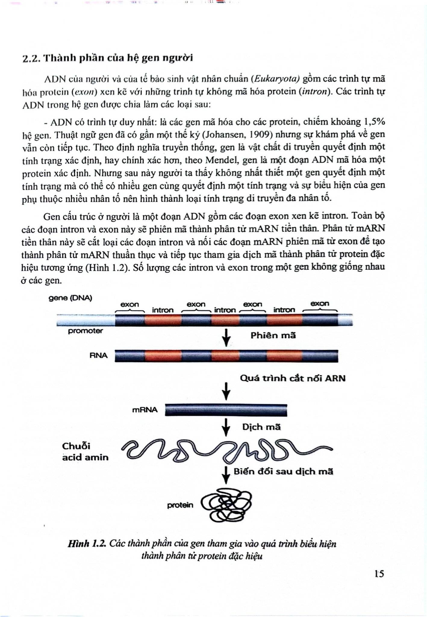Gen Dược Học Ảnh Hưởng Của Gen Đến Đáp Ứng Thuốc (Sách Đào Tạo Sau Đại Học) - ĐH Dược Hà Nội