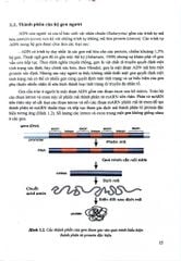 Gen Dược Học Ảnh Hưởng Của Gen Đến Đáp Ứng Thuốc (Sách Đào Tạo Sau Đại Học) - ĐH Dược Hà Nội