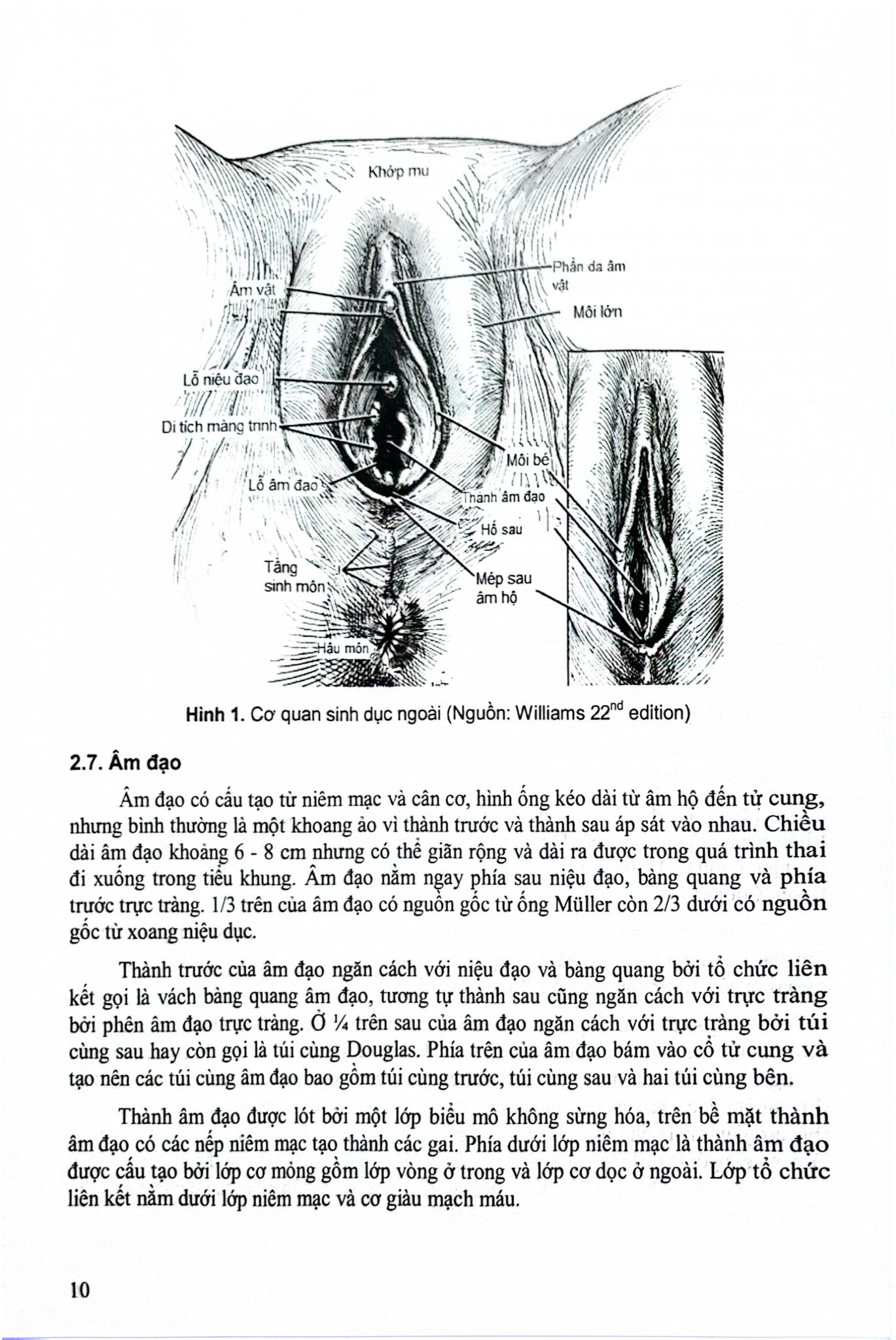 Sản Khoa - ĐH Y Hà Nội