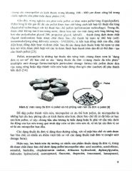 Kỹ Thuật Bào Chế Pellet - ĐH Dược Hà Nội