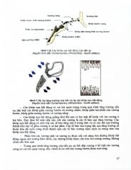 Chỉnh Hình Răng Mặt Cơ Bản - TS. Võ Thị Thúy Hồng