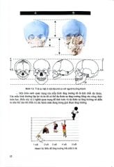 Chỉnh Hình Răng Mặt Cơ Bản - TS. Võ Thị Thúy Hồng