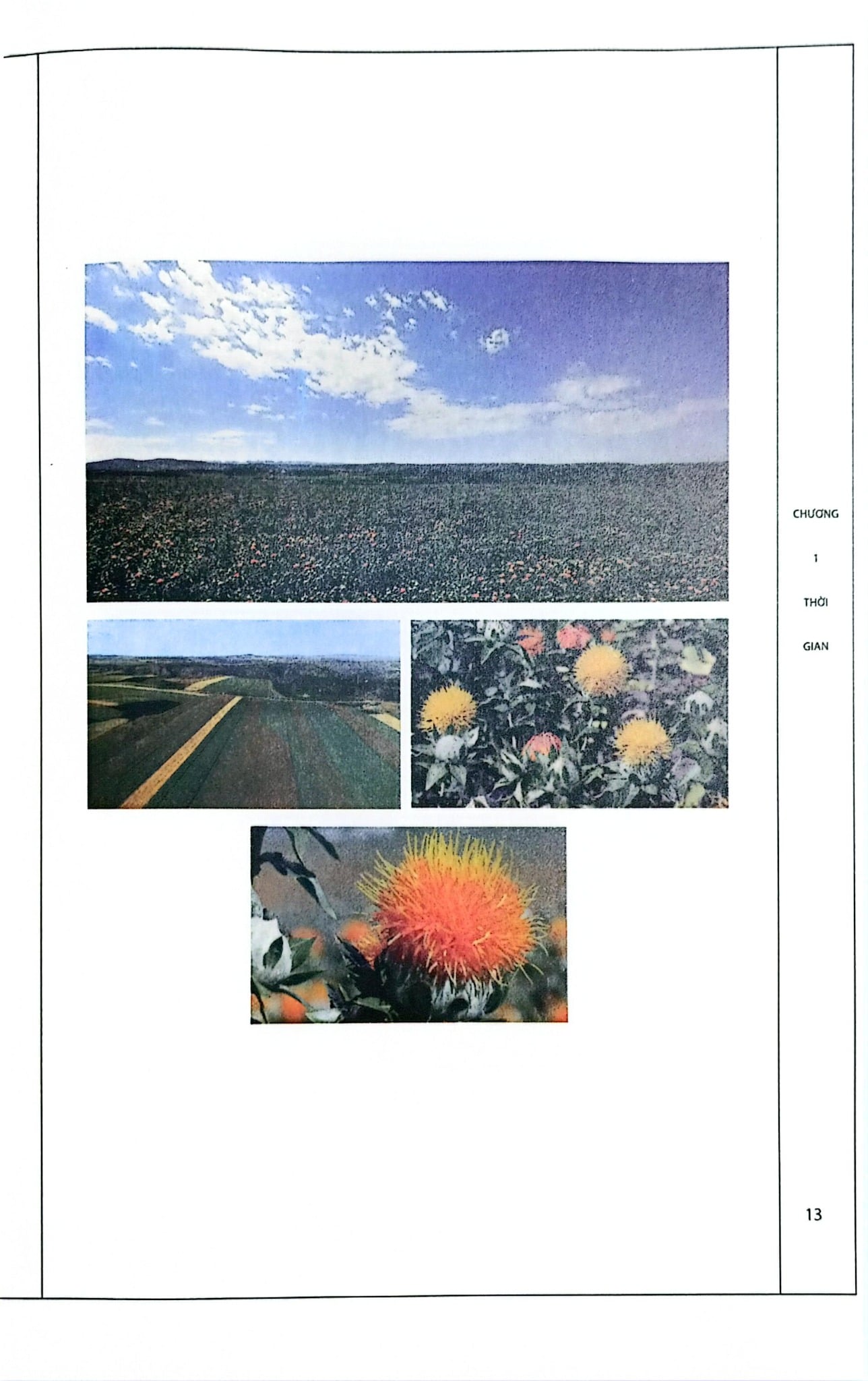 Trung Quốc Bản Thảo - Tống Yến