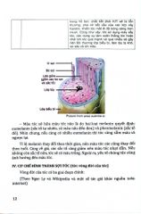 Tóc Các Bệnh Ảnh Hưởng Đến Tóc Và Cách Điều Trị