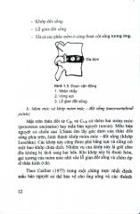 Thoái Hóa Cột Sống Cổ Và Thoát Vị Đĩa Đệm - GS.TS.GVCC. Hồ Hữu Lương