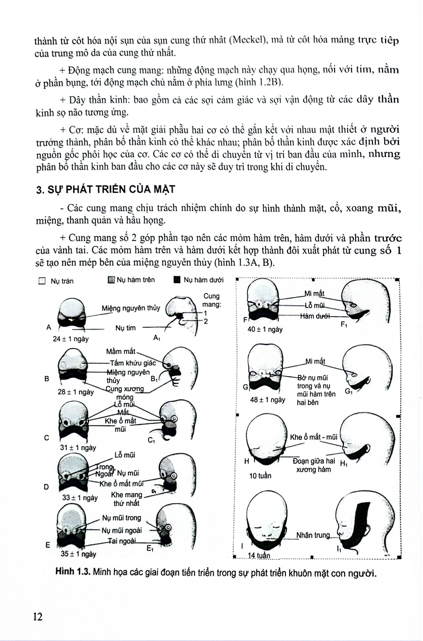 Các Vấn Đề Cơ Bản Trong Phẫu Thuật Tạo Hình Thẩm Mỹ (Phần 3: Đầu Mặt Cổ) - ĐH Y Hà Nội, PGS.TS Trần Thiết Sơn