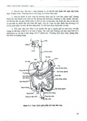 Triệu Chứng Học Nội Khoa Tập 2 (2023) - ĐH Y Hà Nội- Các Bộ môn Nội