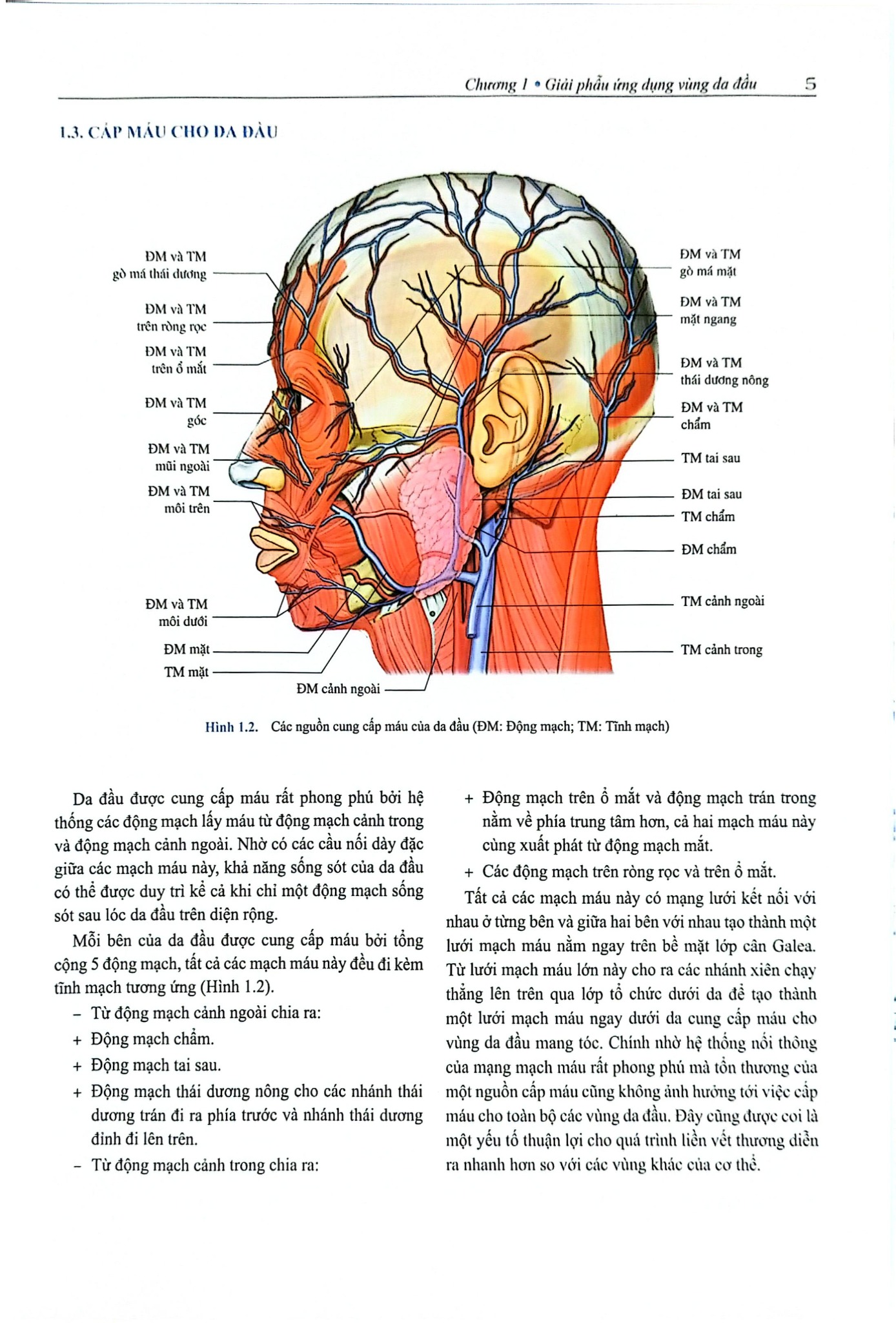 Phẫu Thuật Tạo Hình Thẩm Mỹ Da Đầu - ĐH Y Hà Nội, Trần Thiết Sơn