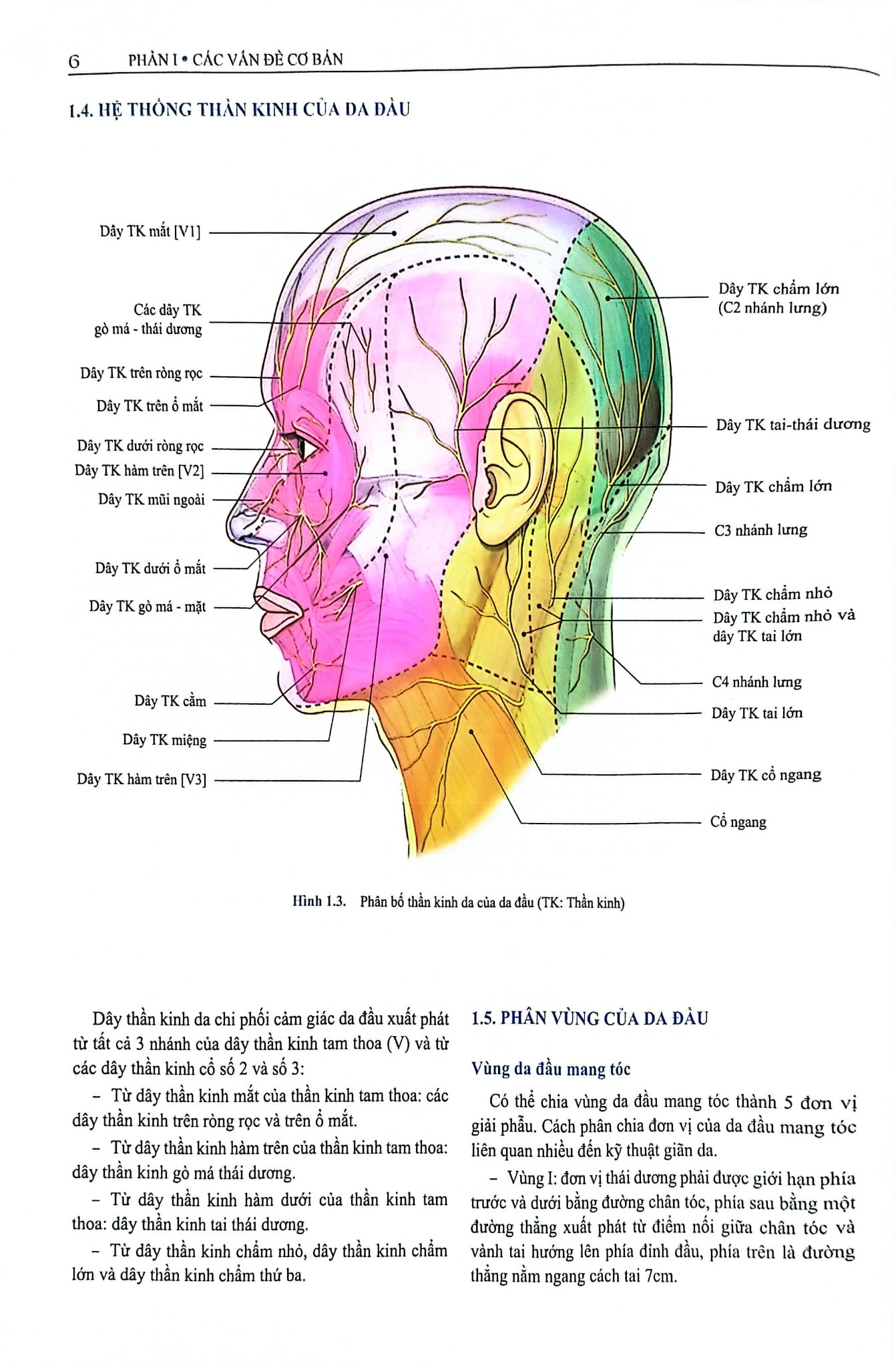 Phẫu Thuật Tạo Hình Thẩm Mỹ Da Đầu - ĐH Y Hà Nội, Trần Thiết Sơn