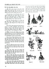 Từ Điển Cây Thuốc Việt Nam Tập 1 - GS. Võ Văn Chi