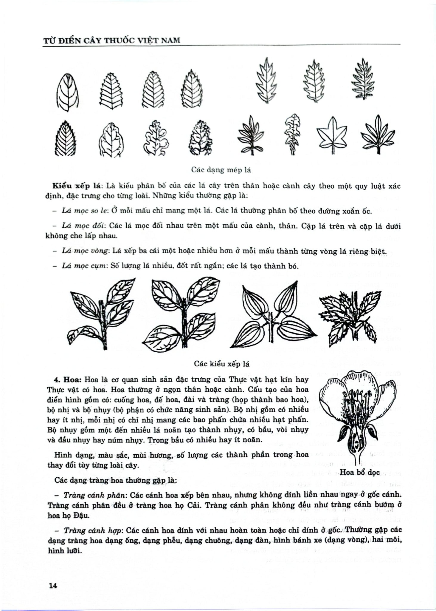 Từ Điển Cây Thuốc Việt Nam Tập 1 - GS. Võ Văn Chi