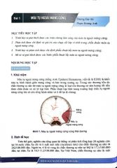 Bệnh Học Ngoại Khoa Thần Kinh (Dùng Cho Đào Tạo Sau Đại Học) - ĐH Y Hà Nội