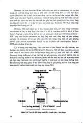 Điều Dưỡng Sản Phụ Khoa (Dùng Cho Đào Tạo Cử Nhân Điều Dưỡng) - ĐH Y Hà Nội