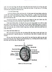 Điều Dưỡng Sản Phụ Khoa (Dùng Cho Đào Tạo Cử Nhân Điều Dưỡng) - ĐH Y Hà Nội