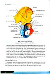 Chẩn Đoán Và Điều Trị Gãy Xương Trật Khớp Chi Dưới (SĐH) - ĐH Y Hà Nội, GS.TS Trần Trung Dũng